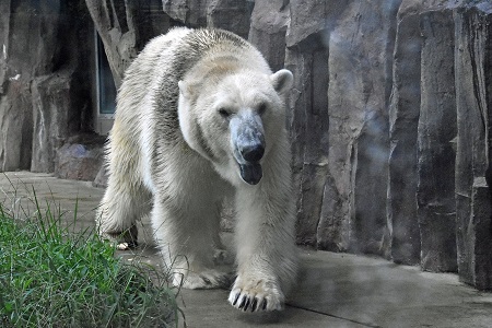 東京・上野動物園の苦闘の繁殖記録(2) ~ ユキコからレイコ、そしてデアへのバトン......老舗動物園の悲願_a0151913_1141110.jpg