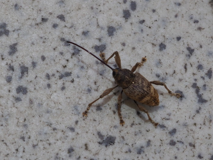 クリシギゾウムシ ♀雌かな?_c0116915_23583647.jpg