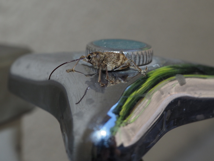 クリシギゾウムシ ♀雌かな?_c0116915_23590699.jpg