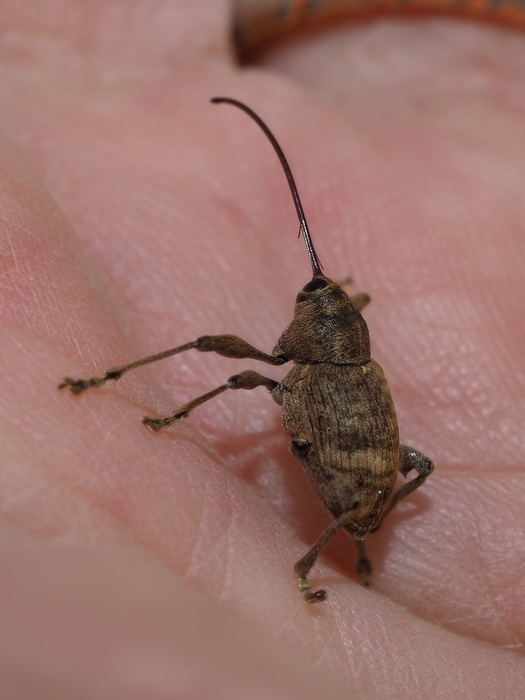 クリシギゾウムシ ♀雌かな?_c0116915_23595277.jpg