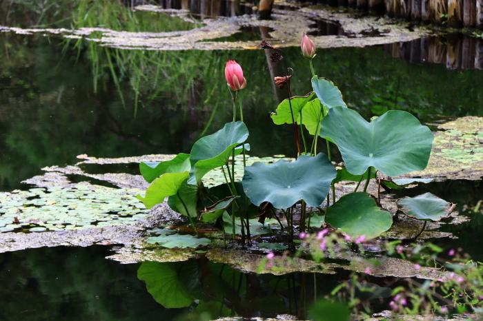 向島百花園_b0325217_08504074.jpg