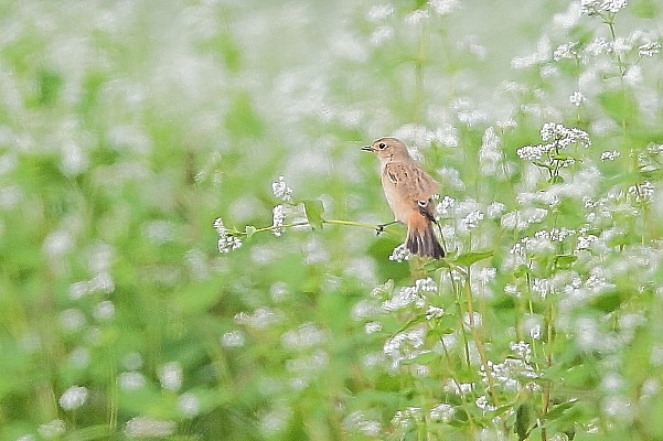 ソバノビ、今季初撮り_e0413627_14461961.jpg