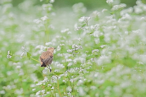 ソバノビ、今季初撮り_e0413627_14464801.jpg