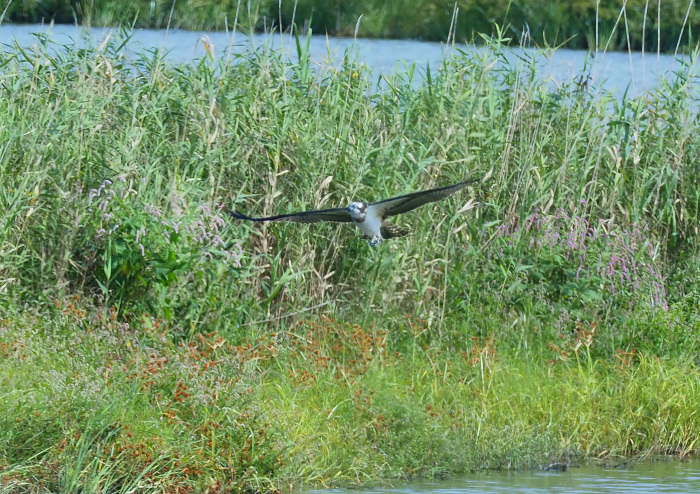 美しき湿原にミサゴがやって来た Ⅲ_d0290240_16560481.jpg