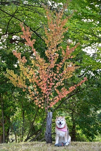 秋分の日_b0314043_08051619.jpg