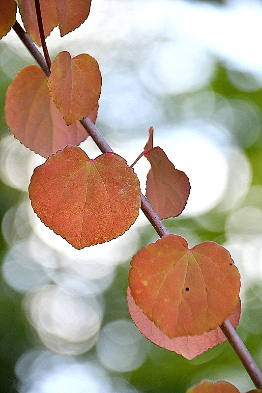 秋分の日_b0314043_08055220.jpg
