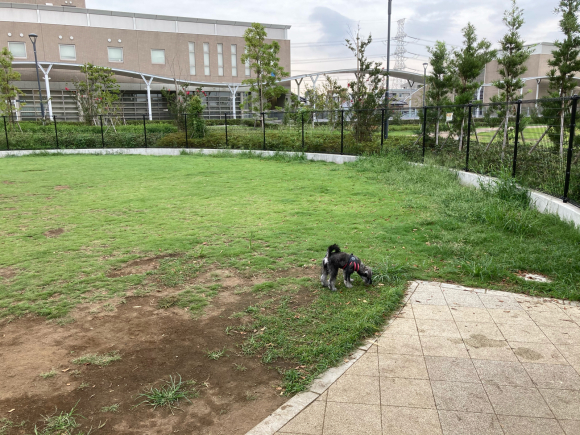 浦安公園 ドッグラン デビュー 浦安フォト日記