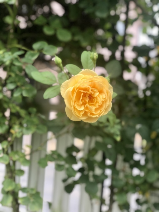 本気を出せばお茶の子さいさい♫と貫通祭りの始まり(T . T)_a0396654_22150125.jpeg