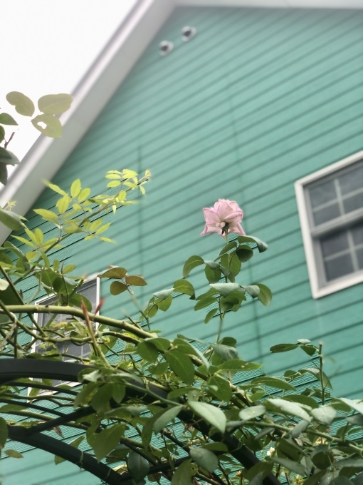 本気を出せばお茶の子さいさい♫と貫通祭りの始まり(T . T)_a0396654_22152123.jpeg