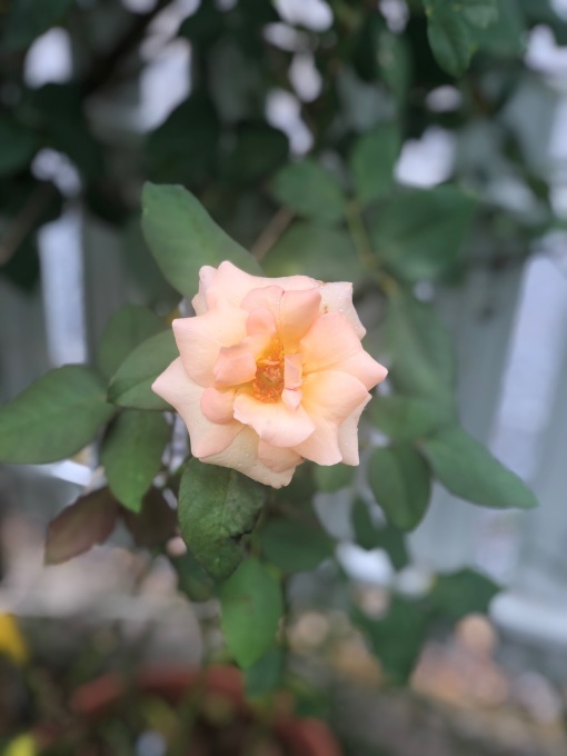 本気を出せばお茶の子さいさい♫と貫通祭りの始まり(T . T)_a0396654_22154556.jpeg