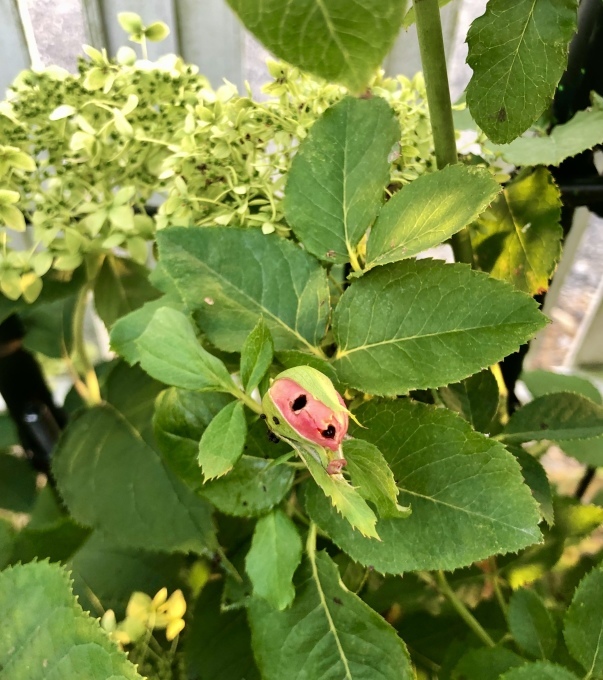 本気を出せばお茶の子さいさい♫と貫通祭りの始まり(T . T)_a0396654_22163269.jpeg