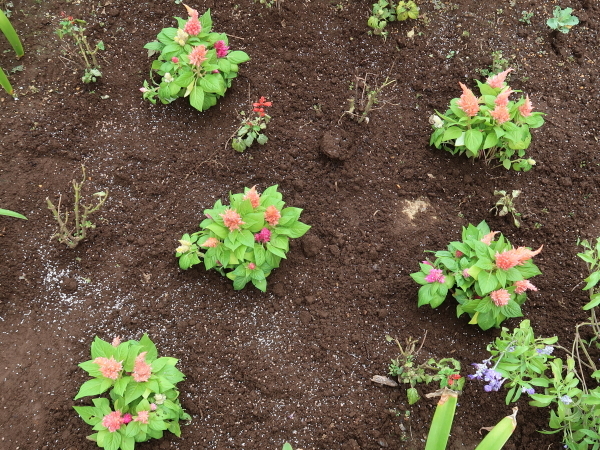 ナデシコ ペンタス ケイトウの植え付けとハボタンの移植 マンション花壇 ニッキーののんびり気まま暮らし