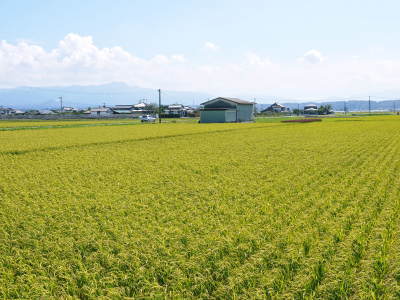 無農薬栽培のひのひかり100%使用の『米粉(微細粒米粉)』大好評販売中!令和2年度のお米も元気に成長中!_a0254656_18323267.jpg