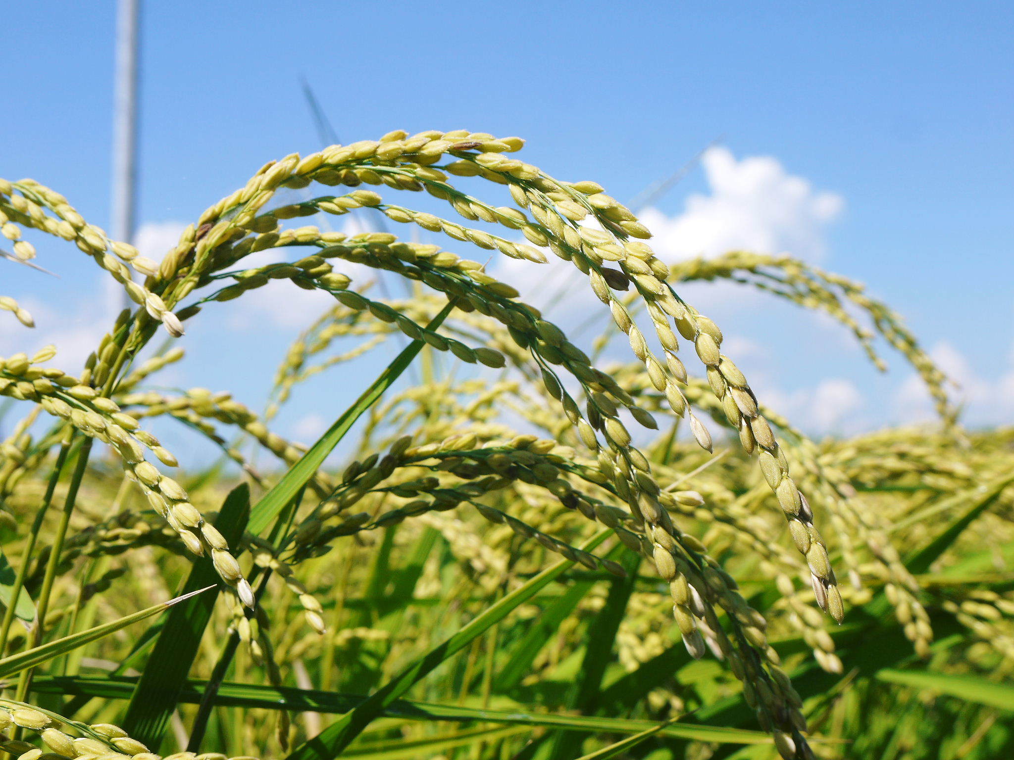 無農薬栽培のひのひかり100%使用の『米粉(微細粒米粉)』大好評販売中!令和2年度のお米も元気に成長中!_a0254656_18333821.jpg