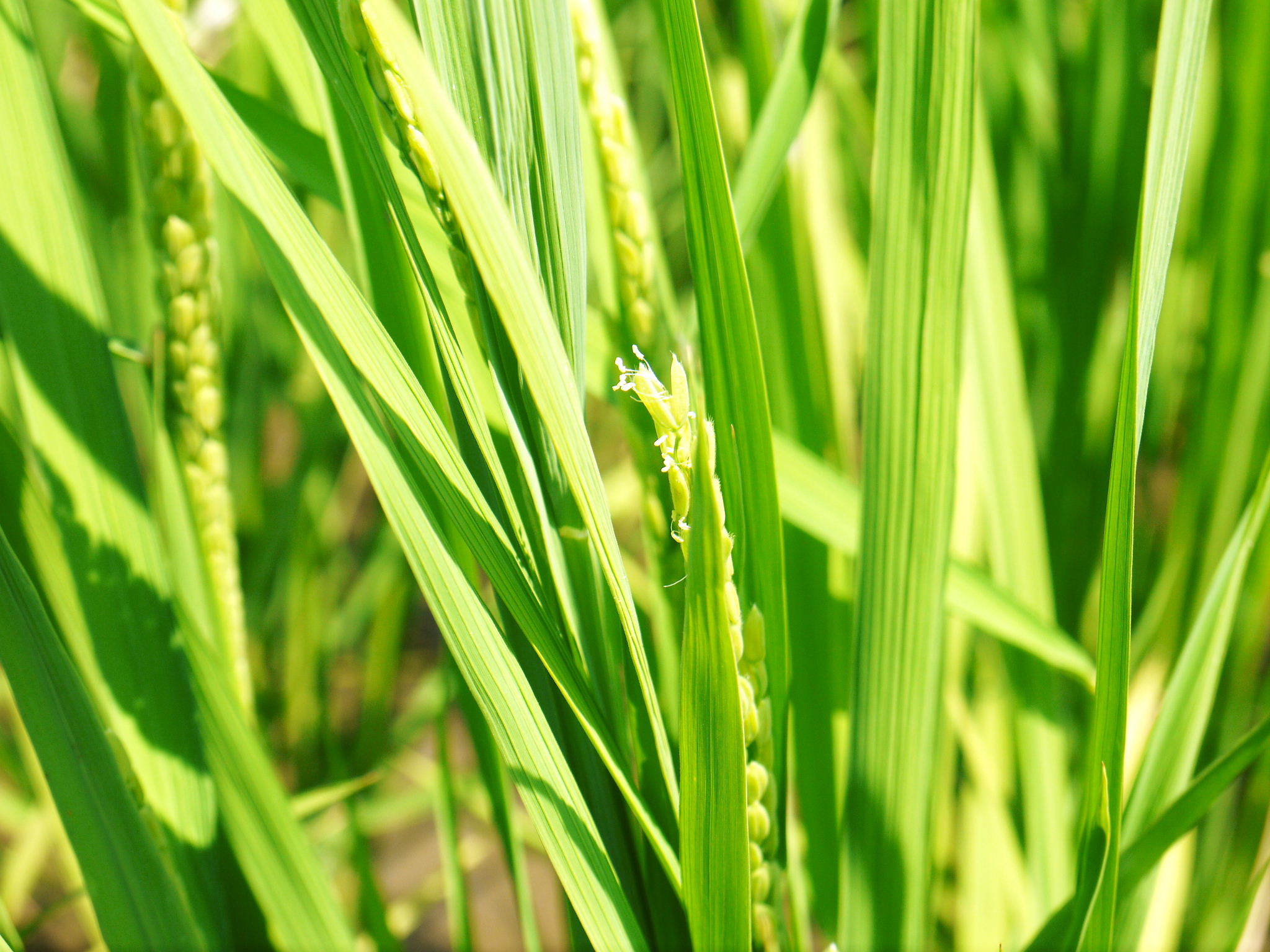 無農薬栽培のひのひかり100%使用の『米粉(微細粒米粉)』大好評販売中!令和2年度のお米も元気に成長中!_a0254656_18370632.jpg