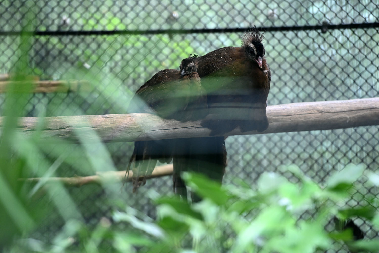 動物園へ行こう