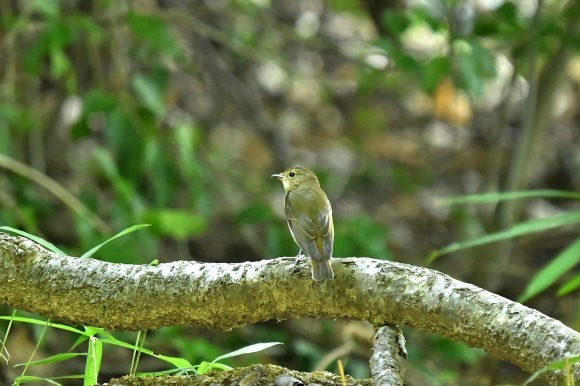 近くの公園へ 渡りの確認_c0164881_23534799.jpg