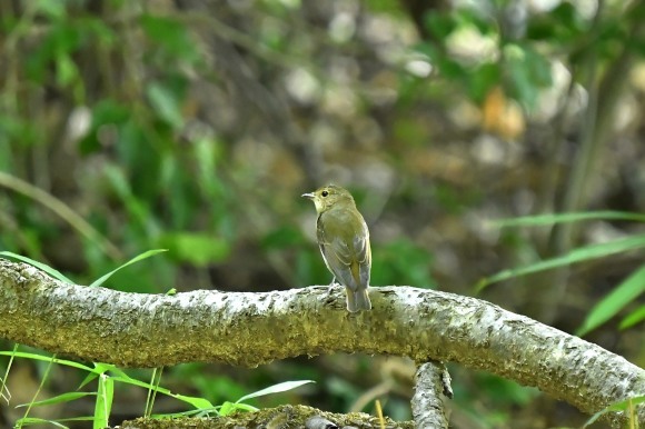 近くの公園へ   渡りの確認_c0164881_23534799.jpg