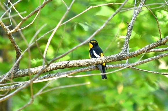 近くの公園へ   渡りの確認_c0164881_23554136.jpg