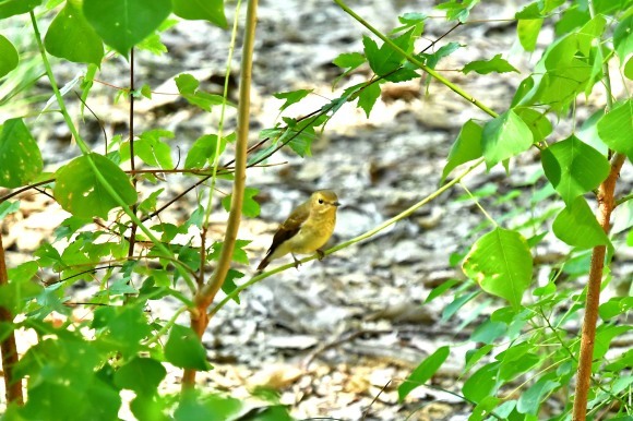 近くの公園へ   渡りの確認_c0164881_23560827.jpg