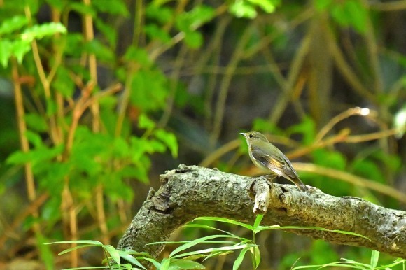 近くの公園へ 渡りの確認_c0164881_23561826.jpg