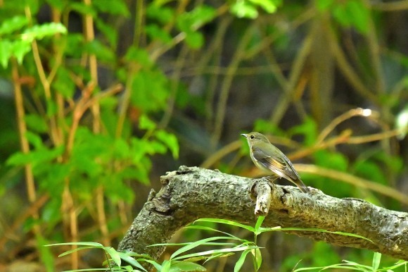 近くの公園へ   渡りの確認_c0164881_23561826.jpg