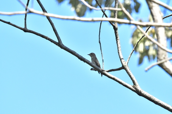 近くの公園へ 渡りの確認_c0164881_23563013.jpg