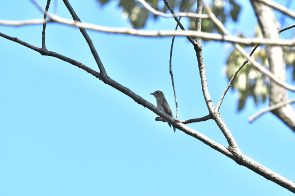 近くの公園へ   渡りの確認_c0164881_23563013.jpg