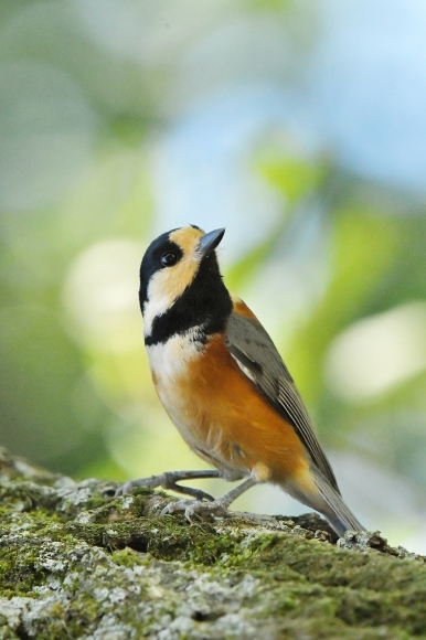 近くの公園へ   渡りの確認_c0164881_23572590.jpg