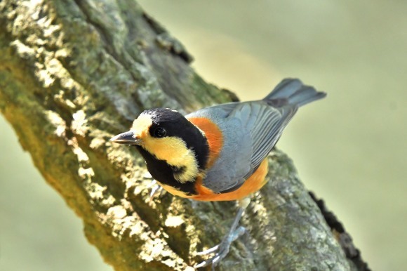近くの公園へ 渡りの確認_c0164881_23574908.jpg