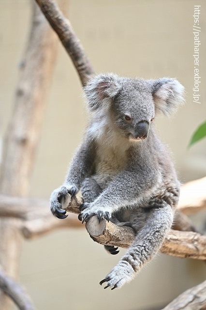 ２０２０年８月　王子動物園５　その４_a0052986_19241957.jpg