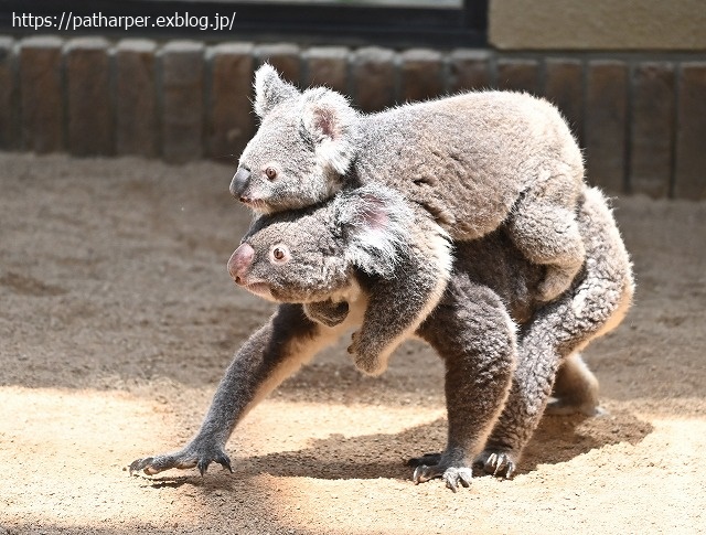 ２０２０年８月　王子動物園５　その４_a0052986_19252236.jpg