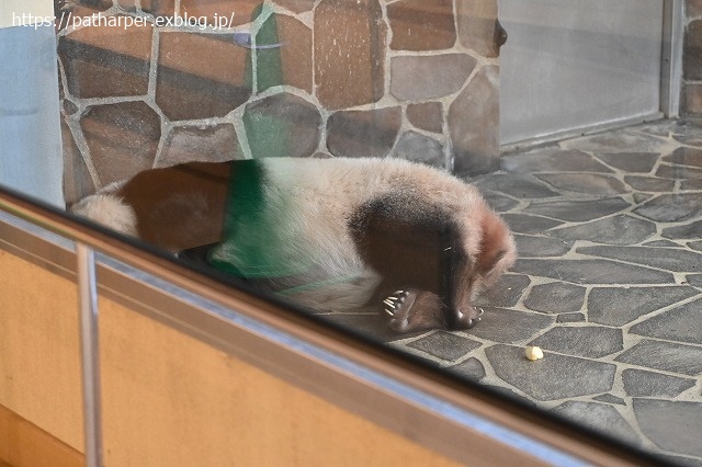 ２０２０年８月　王子動物園５　その４_a0052986_19292329.jpg