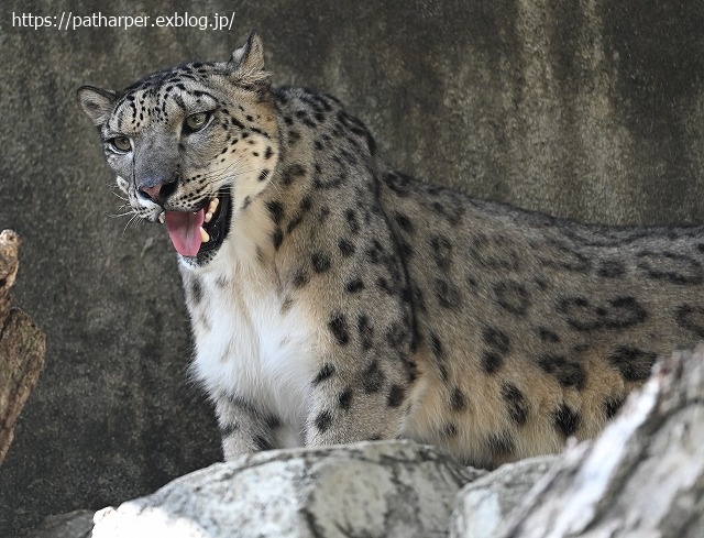 ２０２０年８月　王子動物園６　その１_a0052986_21543758.jpg