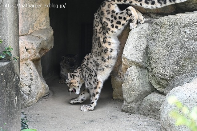 ２０２０年８月　王子動物園６　その１_a0052986_2263631.jpg