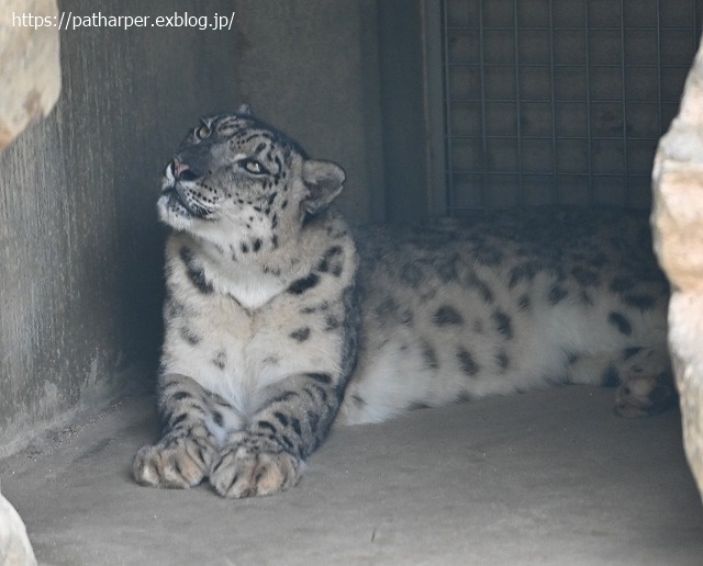 ２０２０年８月　王子動物園６　その１_a0052986_2284725.jpg