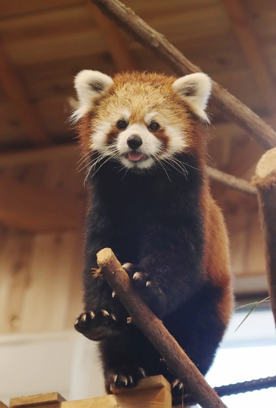 レッサーパンダのおやつタイム 午前の部 : レサパン日和