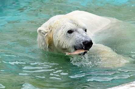 名古屋・東山動植物園の苦闘の繁殖記録 ~ ユキコ、そして二世代 名古屋・東山動植物園の苦闘の繁殖記録 ~ ユキコ、そして二世代