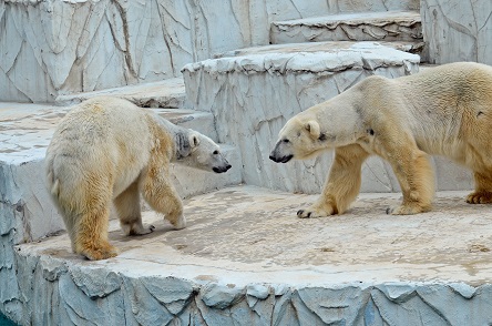 名古屋 東山動植物園の苦闘の繁殖記録 ユキコ そして二世代の トロイカ体制 実らず Polarbearology Conjectaneum