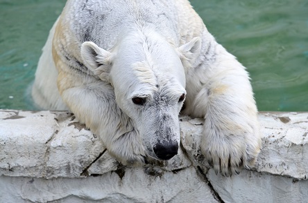 名古屋 東山動植物園の苦闘の繁殖記録 ユキコ そして二世代の トロイカ体制 実らず Polarbearology Conjectaneum