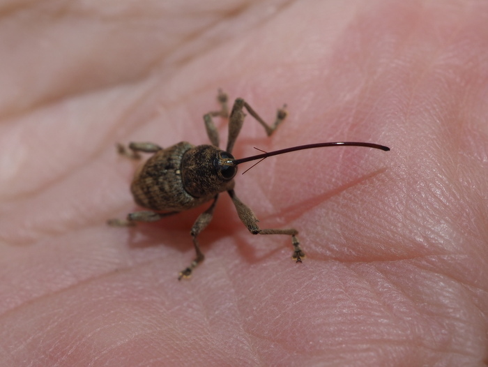 クリシギゾウムシ ♀雌かな?_c0116915_00004558.jpg