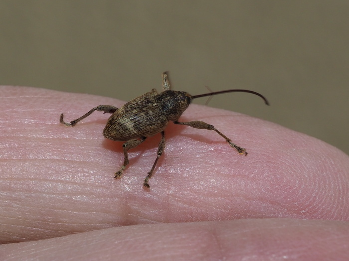 クリシギゾウムシ ♀雌かな?_c0116915_00021026.jpg