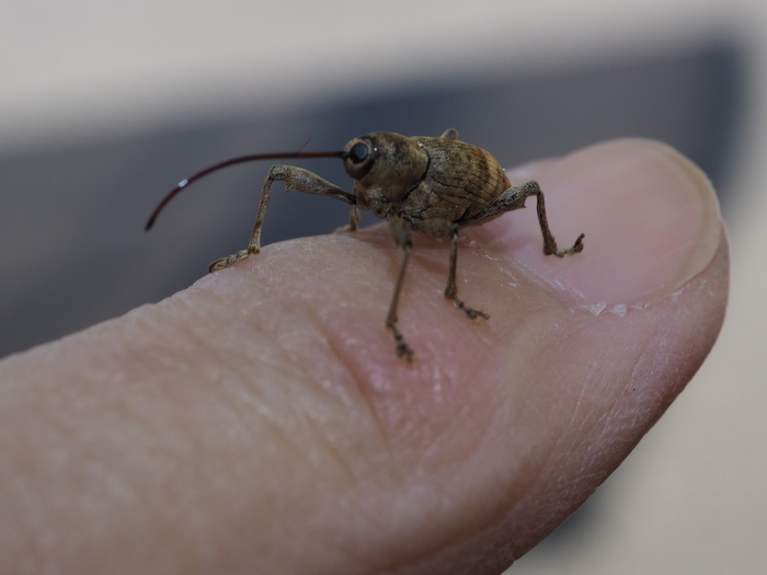 クリシギゾウムシ ♀雌かな?_c0116915_00033920.jpg