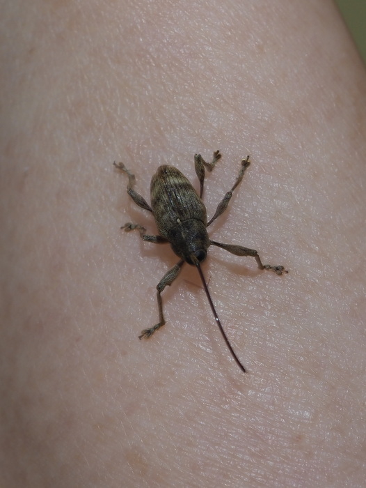 クリシギゾウムシ ♀雌かな?_c0116915_00034963.jpg