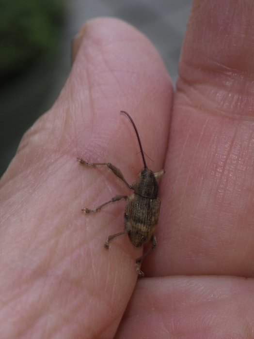 クリシギゾウムシ ♀雌かな?_c0116915_00040194.jpg