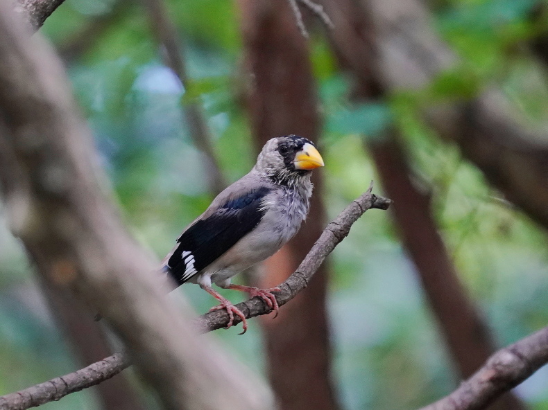お山の水場の鳥達 イカルj rggy シエロの野鳥観察記録 お山の水場の鳥達 イカルj rggy シエロの野鳥観察記録