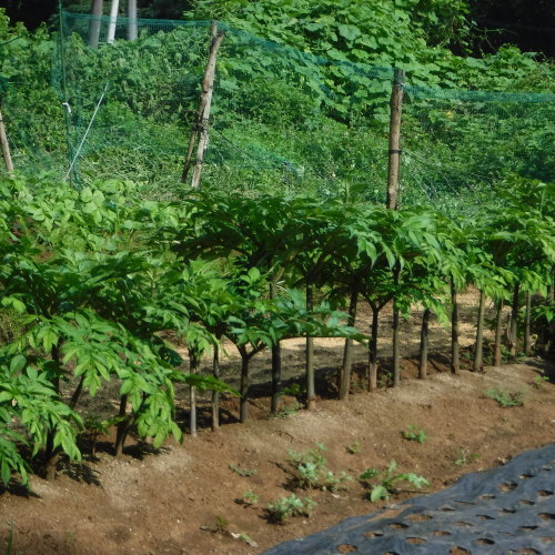 食べなくちゃ 生芋コンニャク手作りダ ァ 山梨県北杜市明野の宿 ナナミちゃんのお宿日記 食べなくちゃ 生芋コンニャク手作りダ ァ 山梨県北杜市明野の宿 ナナミちゃんのお宿日記