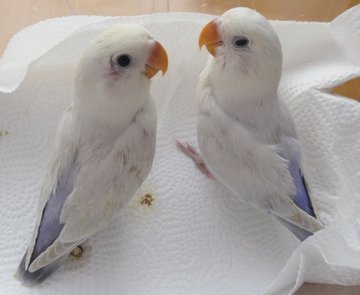 コザクラインコ東京 コザクラインコ東京