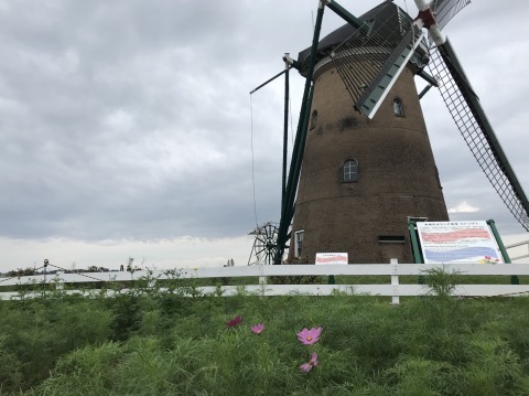 嵐の前のコスモス畑 千葉県佐倉ふるさと広場 短歌なページ