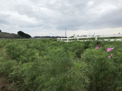 嵐の前のコスモス畑 千葉県佐倉ふるさと広場 短歌なページ